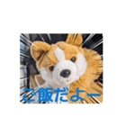 周りから訴えかけてくるたたみスタンプ（個別スタンプ：2）
