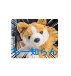 周りから訴えかけてくるたたみスタンプ（個別スタンプ：7）