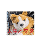 周りから訴えかけてくるたたみスタンプ（個別スタンプ：8）