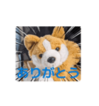 周りから訴えかけてくるたたみスタンプ（個別スタンプ：10）