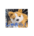 周りから訴えかけてくるたたみスタンプ（個別スタンプ：15）