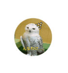 フクロウさんの日常（個別スタンプ：1）