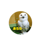 フクロウさんの日常（個別スタンプ：2）
