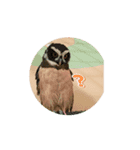 フクロウさんの日常（個別スタンプ：3）