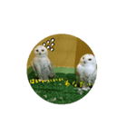 フクロウさんの日常（個別スタンプ：8）