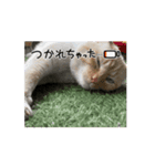 ハクちゃんの日常(猫)（個別スタンプ：6）