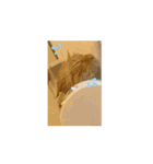 ハクちゃんの日常(猫)（個別スタンプ：8）