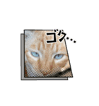 ハクちゃんの日常(猫)（個別スタンプ：12）