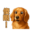 てんてんワンちゃん物語（個別スタンプ：11）