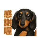てんてんワンちゃん物語（個別スタンプ：19）