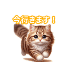 とにかくかわいい アメリカンカール（個別スタンプ：17）