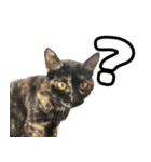 ねこのチョコスタンプ（個別スタンプ：1）