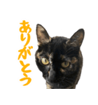 ねこのチョコスタンプ（個別スタンプ：2）