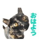ねこのチョコスタンプ（個別スタンプ：4）