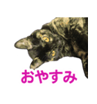 ねこのチョコスタンプ（個別スタンプ：5）