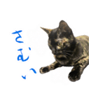 ねこのチョコスタンプ（個別スタンプ：6）