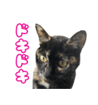 ねこのチョコスタンプ（個別スタンプ：9）