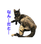 ねこのチョコスタンプ（個別スタンプ：10）