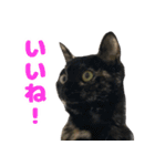 ねこのチョコスタンプ（個別スタンプ：15）