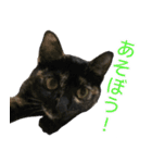 ねこのチョコスタンプ（個別スタンプ：16）