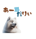 いつでも使えるサモエドスタンプ（個別スタンプ：1）