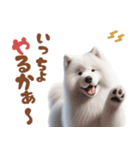 いつでも使えるサモエドスタンプ（個別スタンプ：4）