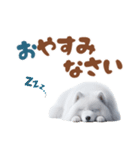 いつでも使えるサモエドスタンプ（個別スタンプ：7）