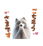 いつでも使えるサモエドスタンプ（個別スタンプ：10）