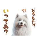 いつでも使えるサモエドスタンプ（個別スタンプ：11）