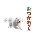 いつでも使えるサモエドスタンプ（個別スタンプ：12）