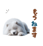 いつでも使えるサモエドスタンプ（個別スタンプ：13）