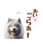 いつでも使えるサモエドスタンプ（個別スタンプ：15）