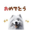 いつでも使えるサモエドスタンプ（個別スタンプ：19）