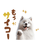 いつでも使えるサモエドスタンプ（個別スタンプ：22）