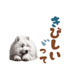 いつでも使えるサモエドスタンプ（個別スタンプ：25）
