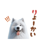 いつでも使えるサモエドスタンプ（個別スタンプ：28）