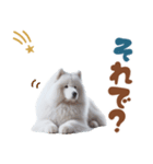 いつでも使えるサモエドスタンプ（個別スタンプ：30）
