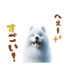 いつでも使えるサモエドスタンプ（個別スタンプ：31）