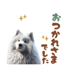 いつでも使えるサモエドスタンプ（個別スタンプ：36）