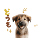 いつでも使えるシェパードの子犬スタンプ（個別スタンプ：3）