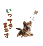 いつでも使えるシェパードの子犬スタンプ（個別スタンプ：5）