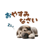 いつでも使えるシェパードの子犬スタンプ（個別スタンプ：7）