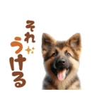 いつでも使えるシェパードの子犬スタンプ（個別スタンプ：8）