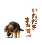 いつでも使えるシェパードの子犬スタンプ（個別スタンプ：9）