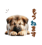 いつでも使えるシェパードの子犬スタンプ（個別スタンプ：13）