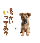 いつでも使えるシェパードの子犬スタンプ（個別スタンプ：14）