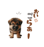 いつでも使えるシェパードの子犬スタンプ（個別スタンプ：15）