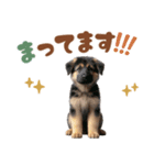 いつでも使えるシェパードの子犬スタンプ（個別スタンプ：16）