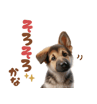 いつでも使えるシェパードの子犬スタンプ（個別スタンプ：17）