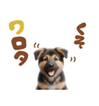 いつでも使えるシェパードの子犬スタンプ（個別スタンプ：18）